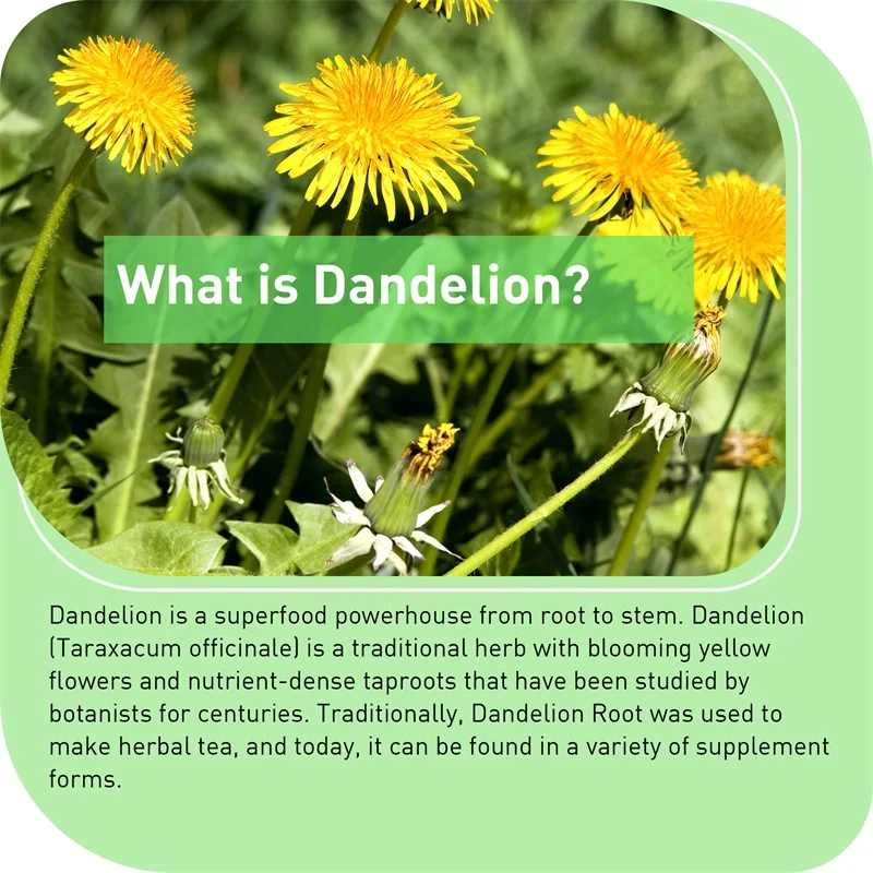Dandelion Root Capsules - Pros - огляд і ціна Home Bathroom Urinal